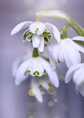 Delicate Snowdrop Blooms, Art Flowers