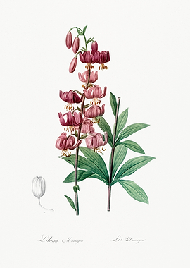 Lilium Martagon Flower Illustration
