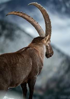 Alpine Ibex Portrait