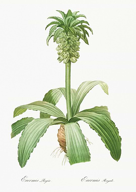 Eucomis regia Illustration
