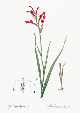 Botanical Illustration of a Flower
