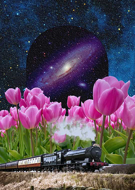 Steam Train Through Tulip Field