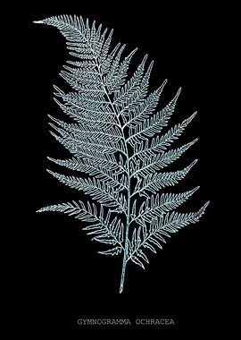 Fern Frond of Leaf. Gymnogramma Ochracea. X-ray effect of a 19th century Natural History Illustration.