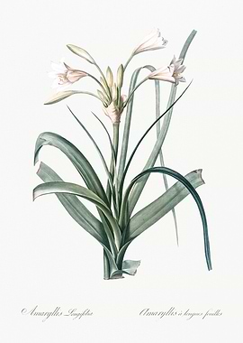 Amaryllis Longifolia Illustration