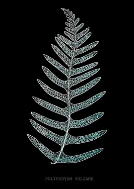 Fern Frond of Leaf. Polypodyum Vulgare. X-ray effect of a 19th century Natural History Illustration.