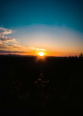 Sunset Silhouette Plant