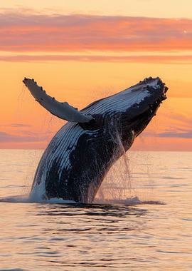 Humpback Whale Breaching Sunset
