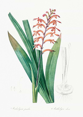 Botanical Illustration of Antheryza