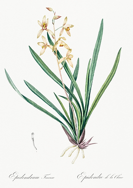 Orchid Botanical Illustration