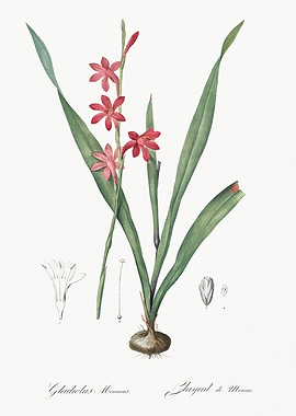Gladiolus Flower Illustration