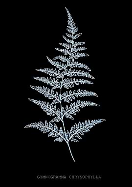 Fern Frond of Leaf. Gymnogramma Chrysophylla. X-ray effect of a 19th century Natural History Illustration on Black Background