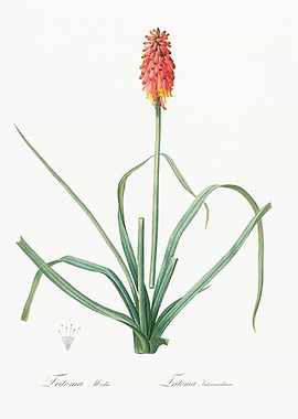 Red Hot Poker Plant Illustration