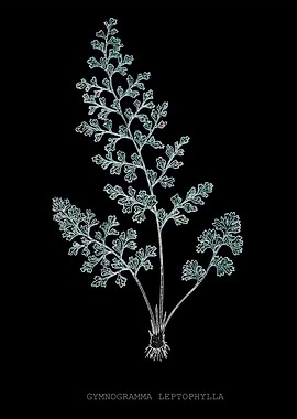 Fern Frond of Leaf. Gymnogramma Leptophylla. X-ray effect of a 19th century Natural History Illustration.