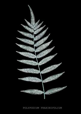 Fern Frond of Leaf. Polypodyum Fraxinifolium. X-ray effect of a 19th century Natural History Illustration.