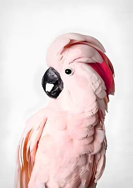Pink Cockatoo Portrait