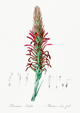 Pitermannia Longifolia Illustration
