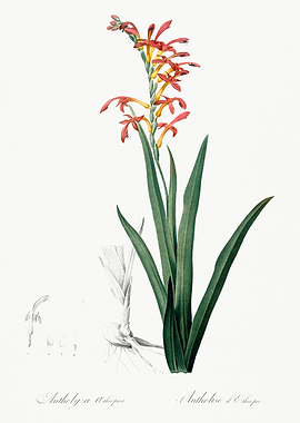 Antholyza Flower Illustration