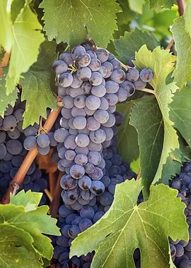 Ripe Red Grapes on Vine