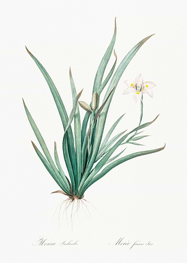 White Flower with Green Leaves