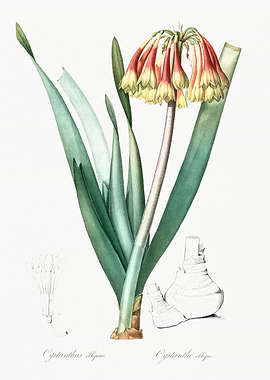 Cyrtanthus obliquus Flower Illustration