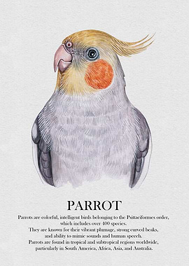 Cockatiel Parrot Watercolor Illustration