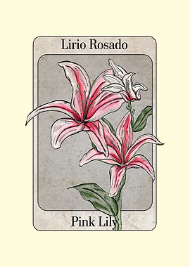 Pink Lily Botanical Illustration