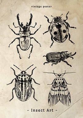 Vintage Insect Art Poster