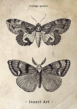 Vintage Moth Illustration