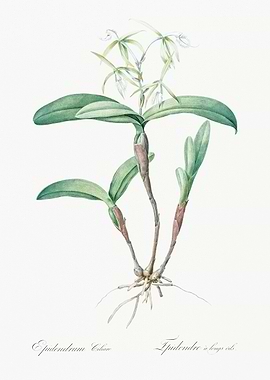 Epidendrum Cuban Orchid Illustration