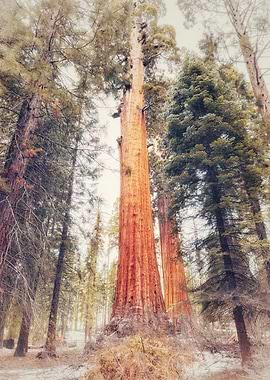 Giant Sequoia Trees