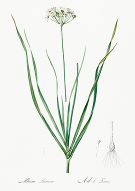 Allium Tenuifolium Illustration