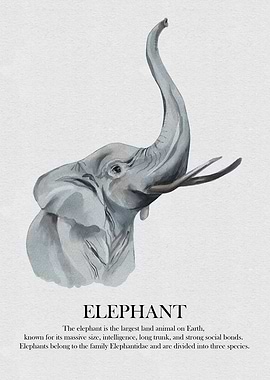Elephant Watercolor Illustration