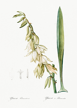 Yucca Plant Illustration