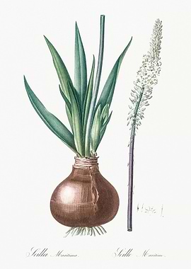 Scilla Maritima Botanical Illustration