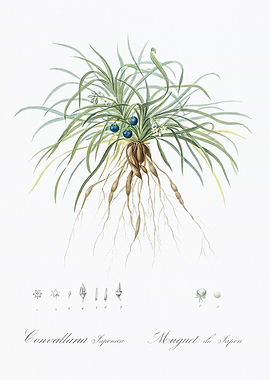 Japanese Lily of the Valley Illustration