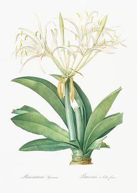 White Spider Lily Botanical Illustration