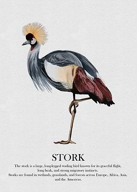 Watercolor Stork Illustration