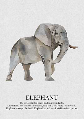 Elephant Watercolor Illustration