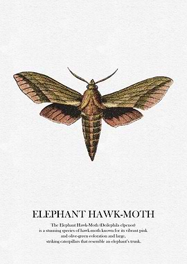 Elephant Hawk-Moth Illustration