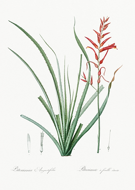 Pitcairnia Angustifolia Illustration