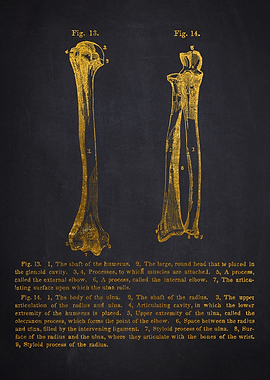 Human Arm Bones Anatomy