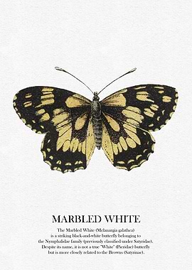 Marbled White Butterfly Illustration