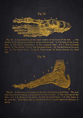 Foot Bones Anatomy Diagram