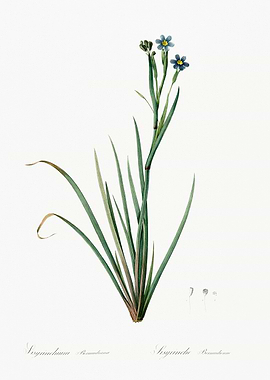 Blue-Flowered Plant Illustration