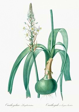 Ornithogalum Longibracteatum