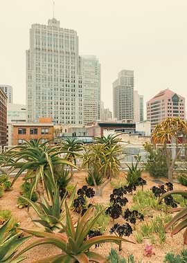 Urban Oasis Rooftop Garden