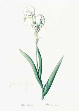 White Iris Flower Illustration