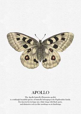Apollo Butterfly Illustration