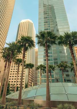 Palm Trees & Skyscrapers