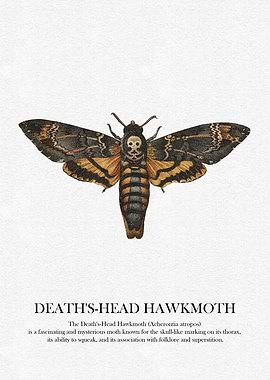 Death's-Head Hawkmoth Illustration